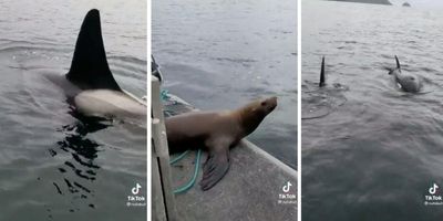Sea lion jumps aboard woman's boat to avoid orcas - Upworthy
