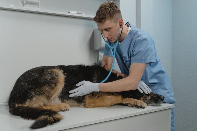mystery dog illness, veterinarians, dog health