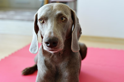 weimaraners, ploite dogs, funny dogs