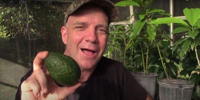 avocado farming
