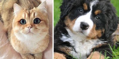 what tail wags mean, different cat purrs, if pets could talk
