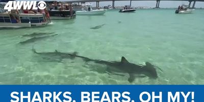 Gulf Coast; summer vacation; sharks and bear; bear on beach