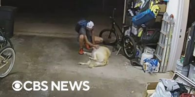 funny dog videos; viral videos; san diego bike thief; thief pets dog