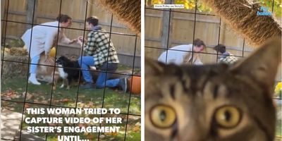 cats; pets; engagement photos; engagement fails; cat photobombs engagement