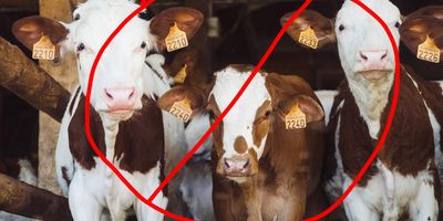 cattle, factory farming, meat, environment