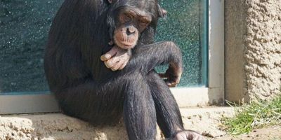 Chimpanzee; Ukraine; zoo