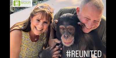 chimpanzee rescue; chimp reunited; wildlife conservation; wildlife rehabilitation