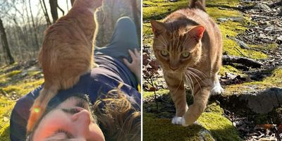 cat sitting on man's chest as he lies on the ground, cat walking across mossy ground