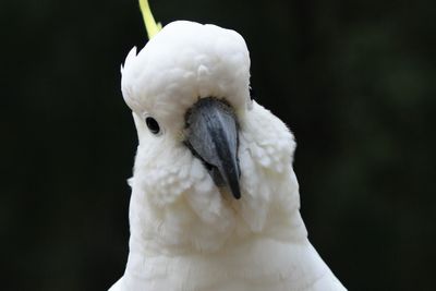 Cockatoo; The Dodo; bird evil laugh; funny pet videos