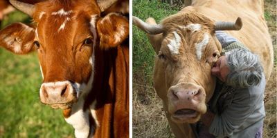 cow hugs; cow hug therapy; cows escape slaughterhouse; the gentle barn; cow sanctuary; St. Louis 6