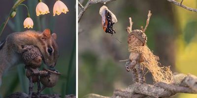 acorn creatures interacting with wildlife
