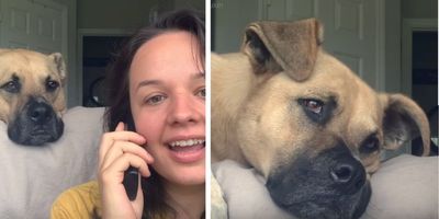 dog videos; pets; funny dog videos; dog hears phone call; dog excited phone call