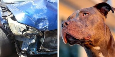 dog runs for help; hero dog; dog gets help; dog runs to daycare; car accident dog gets help