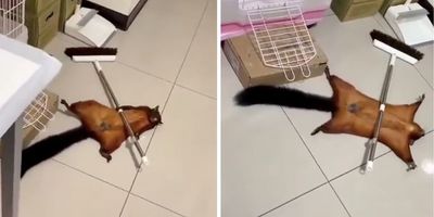 pet flying squirrel playing dead