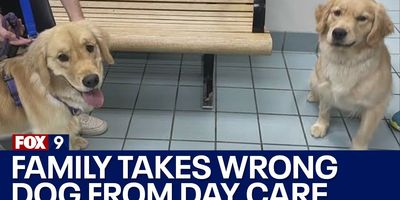 pets; family pets; daycare wrong dog; switched at dog daycare; switched dogs