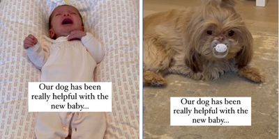 new mom; funny dog videos; motherhood; parenting; newborns
