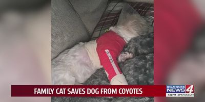 cat distribution system; cat saves dog; cat saves dog from coyotes; coyotes attack dog; cat attacks coyotes