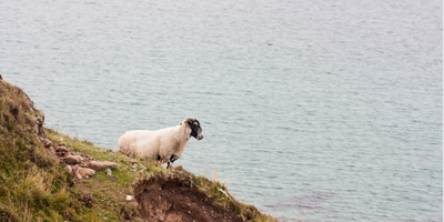 Fiona the sheep, animal rescue, britains loneliest sheep