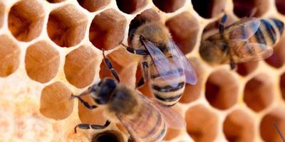 bees, honeycomb, vaccines