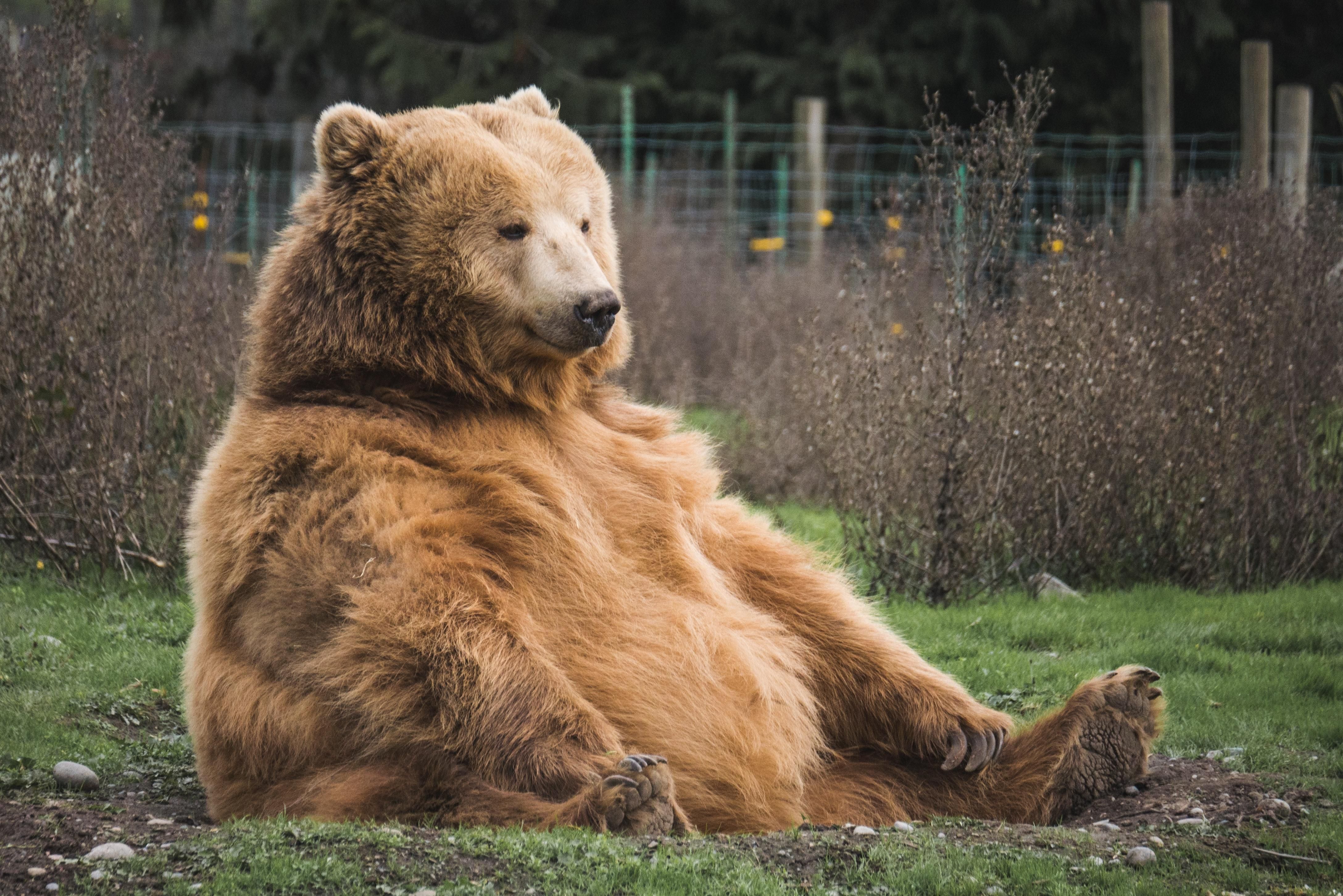 Fat bears; fat bear week; bears