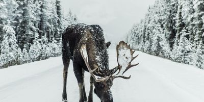 moose antlers, moose antler video