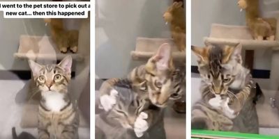 kittens; funny video; pet video; adopt don't shop; funny pet videos