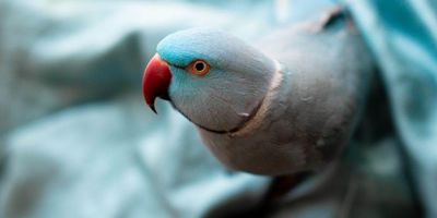parrot bird tiktok