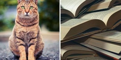 Worcester Public Library; March Meowness; library fines; forgive library fees; library fine forgiveness