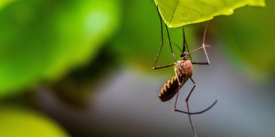 mosquitoes, bug bites, dengue, Zika, mice, study