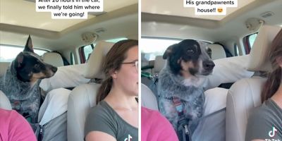 dog in back seat of car looking at owner in front seat