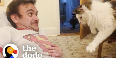 the dodo; cats; funny cat videos; viral cat video; cat distribution system; obsessed cat