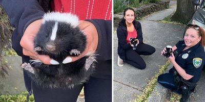 Cambridge Police reunite abandoned baby skunks with family - Upworthy