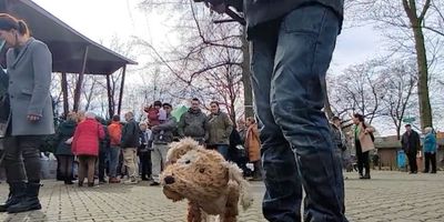 dog puppet on the street