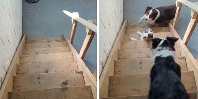 dog can't go up stairs; funny dog videos; pets; viral tiktok; Australian Sheppard stairs