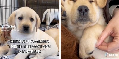 viral tiktok; Gilligan the lab; pet adoption; funny dog videos