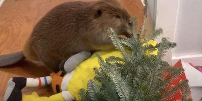 beaver dam, wildlife rescue