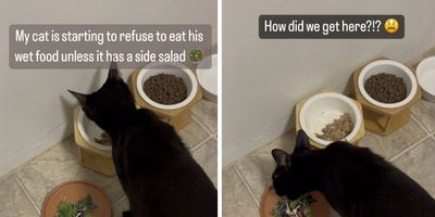 cat eating food and salad