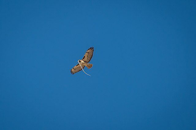 hawk carrying snake