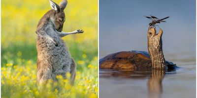 comedy wildlife photography awards, funny pet photos, nature photography