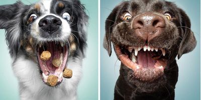 Christian Vieler, dog portraits, dog treats