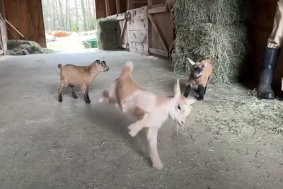 goat, slow motion video, dance videos