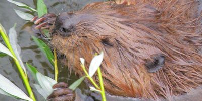 Beaver; dam; wildlife rescue