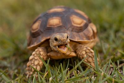 houston zoo, tortoise