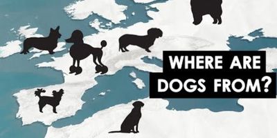 Dog breeds around the world