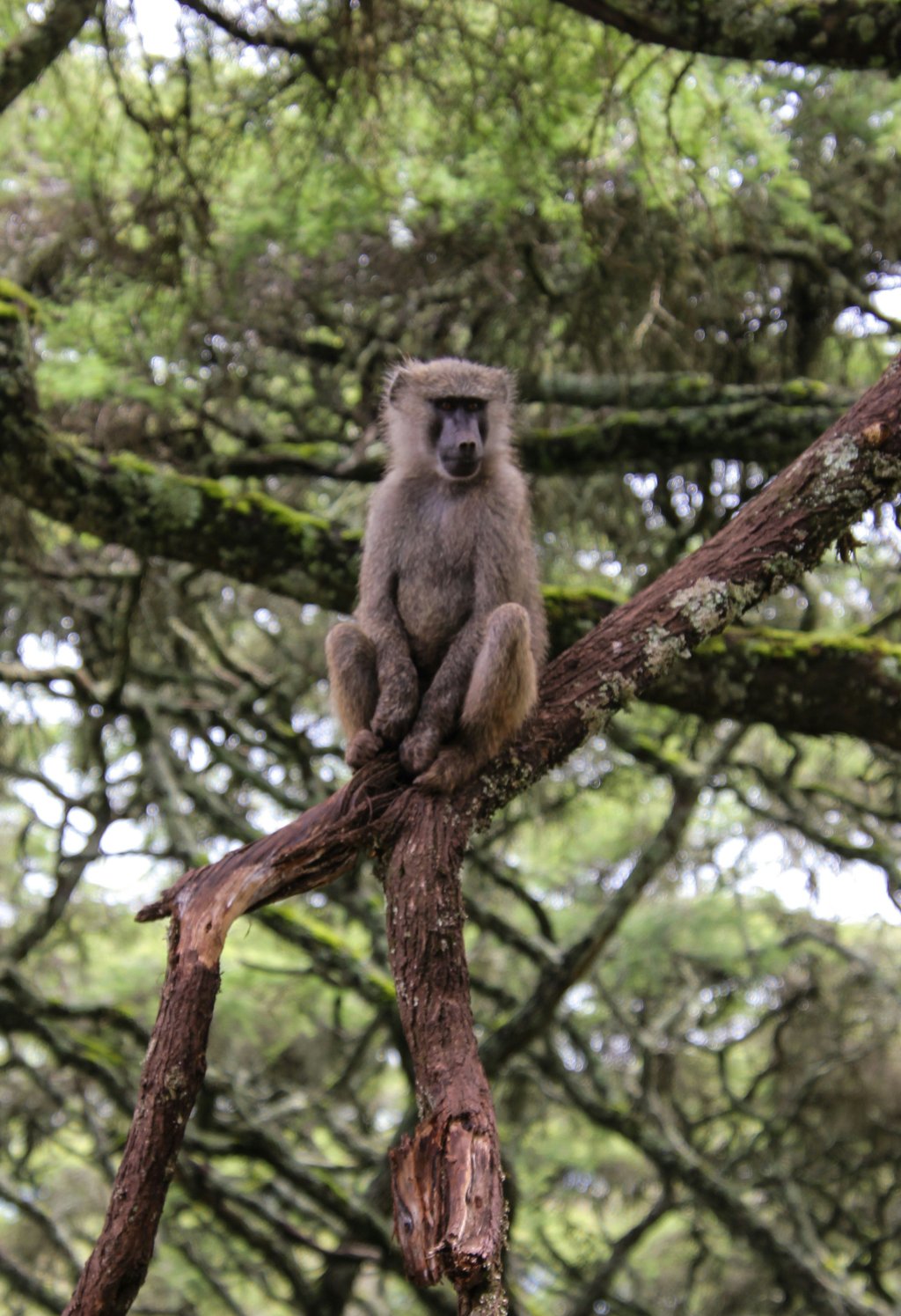 Baboon sitting on a tree branch in a lush, green forest.