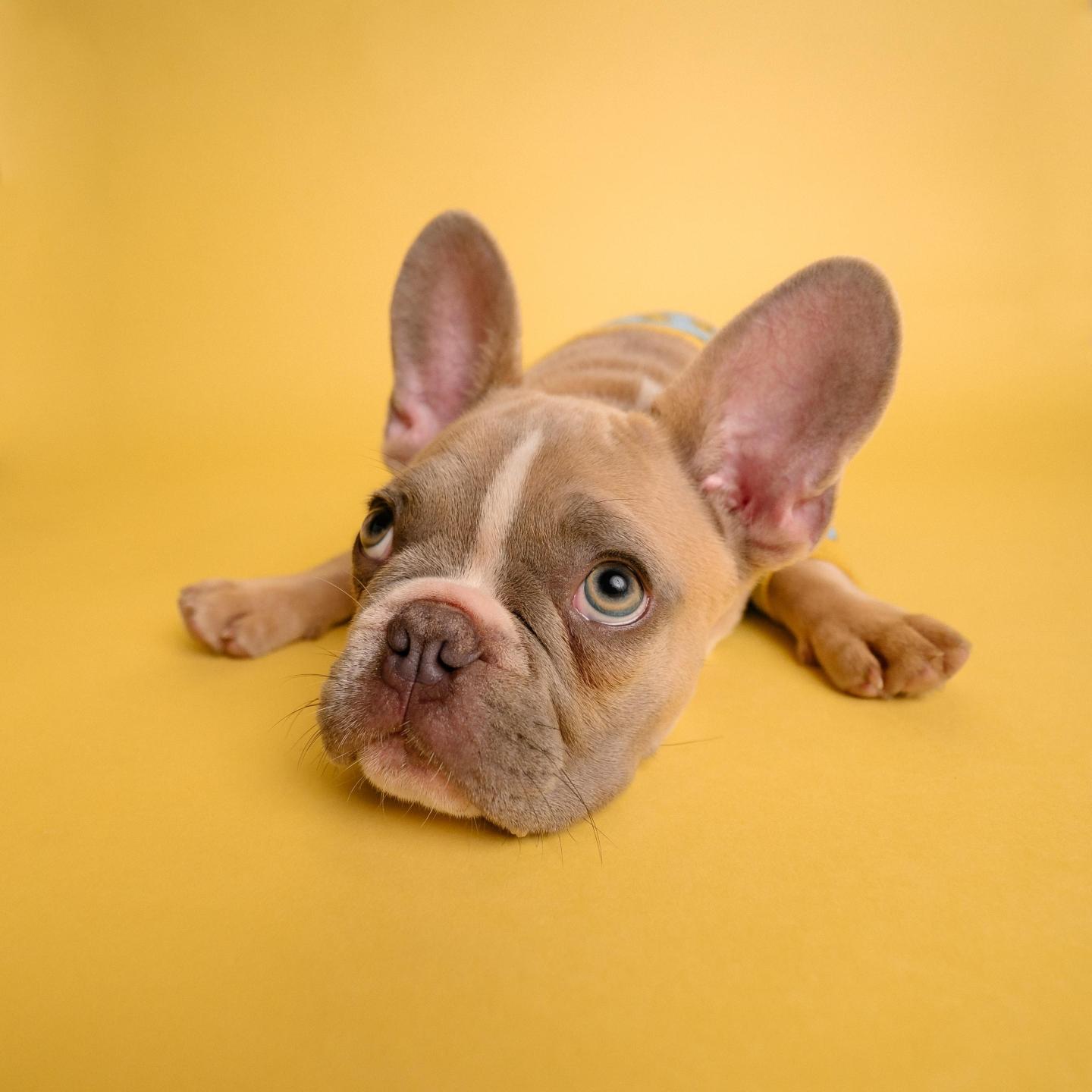 Phoenix pet store law, shelter animals, ASPCA