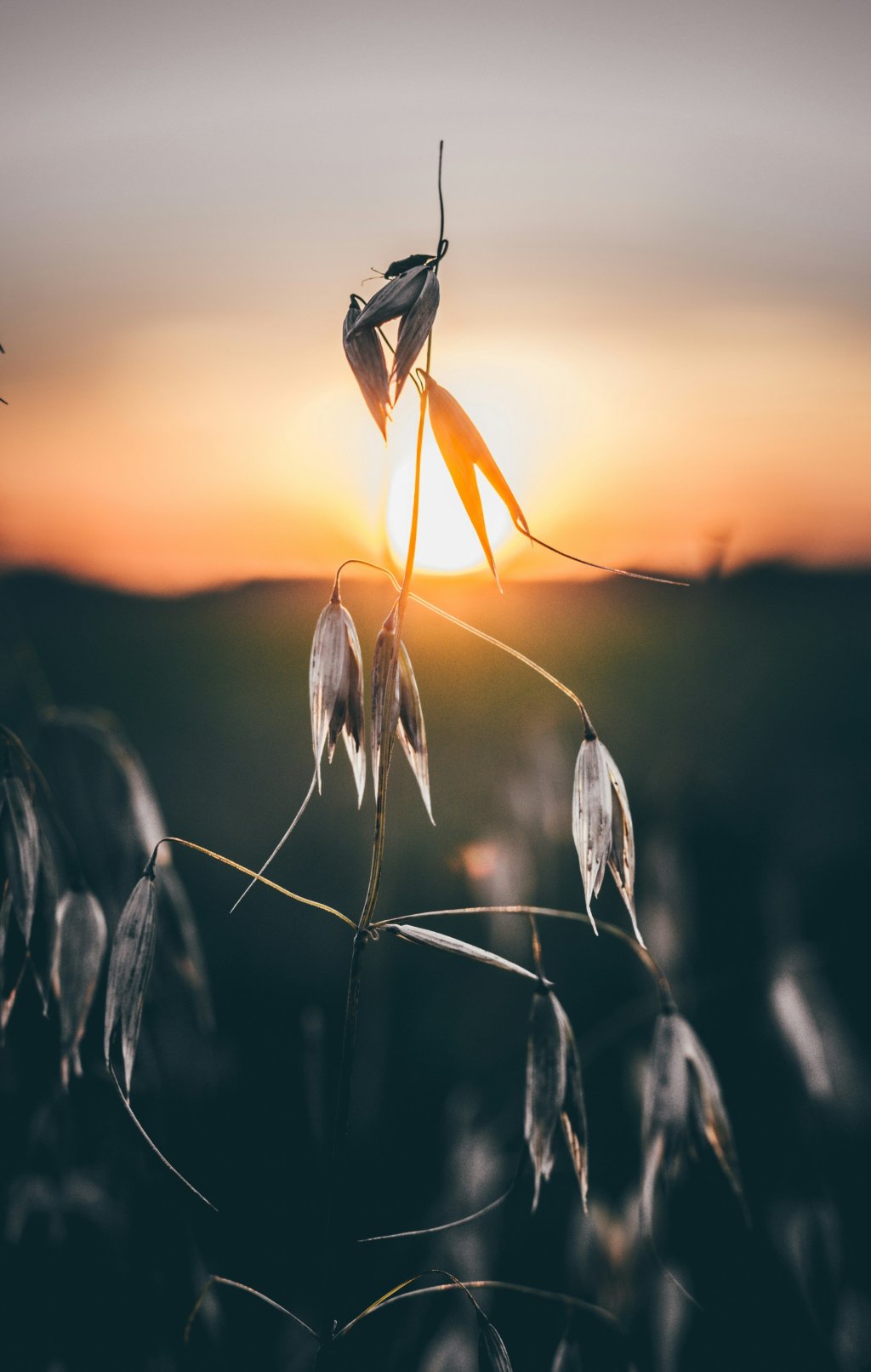 Oat plant silhouetted against a warm, orange sunset.