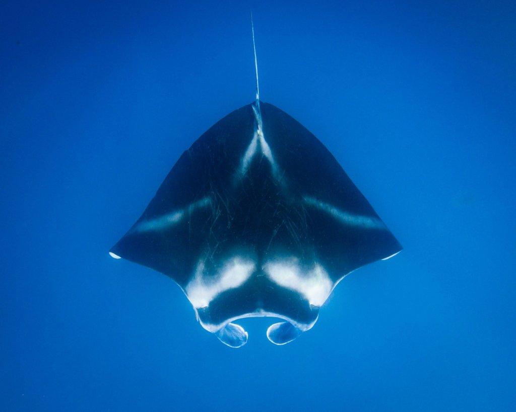 A manta ray swims in deep blue ocean.