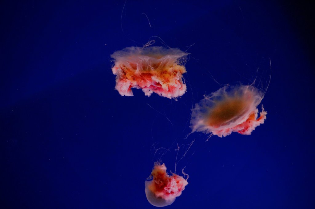 Three pink jellyfish floating against a deep blue background.