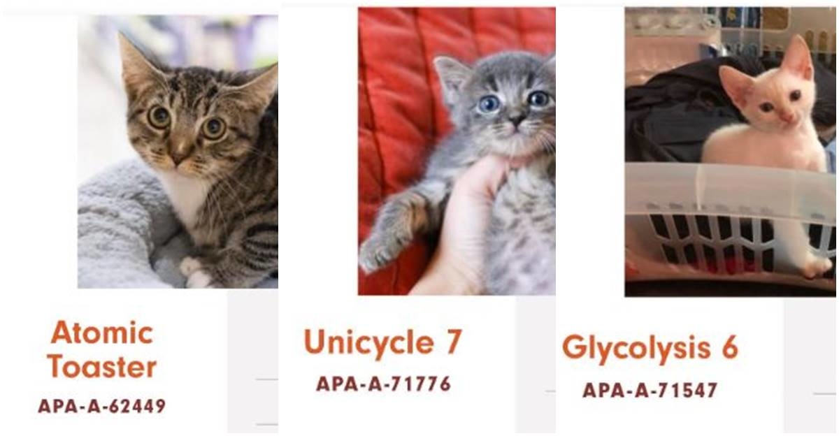 Array
